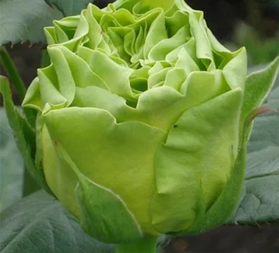 Роза чайно-гибридная Супер Грин