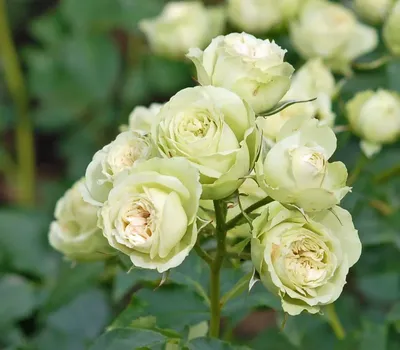 Роза чайно-гибридная Лимбо: описание, особенности выращивания | Дачник.RU |  Дзен