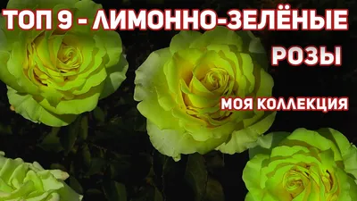 Роза чайно-гибридная Супер Грин: купить в Туле - цена 300₽ за 1 шт. -  Доставка Почтой