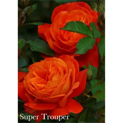 Роза `Супер Трупер`, Rosa `Super Trouper` | СадПарад
