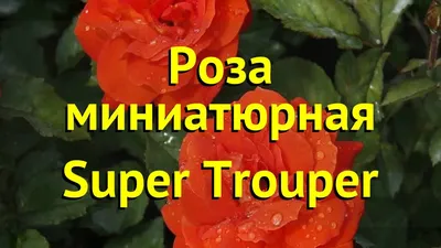Роза Супер-Трупер. | Катя, Мои грёзы о розах 🌹 | Дзен