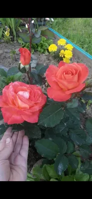 Роза миниатюрная Супер Траупер. Краткий обзор, описание характеристик rosa  miniature Super Trouper - YouTube