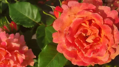 Роза Супер-Трупер. | Катя, Мои грёзы о розах 🌹 | Дзен
