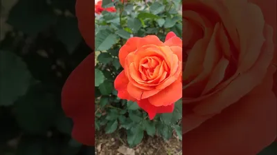 Купить Роза Супер Трупер/Rose Super Trouper(Флорибунда)ОСЕНЬ 2023 в  Ростове-на-Дону | Розанутые