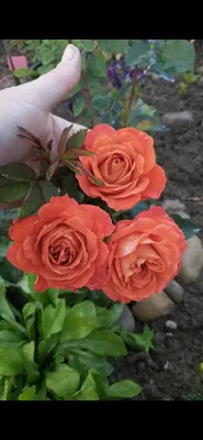 Rose Super Trouper - YouTube