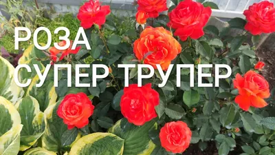 Купить Супер Трупер, Фото и описание роз, Саженцы роз группы флорибунда в  интернет магазине \"КустикОптом\" саженцы от производителя.