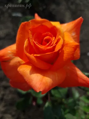 Роза Супер-Трупер. | Катя, Мои грёзы о розах 🌹 | Дзен