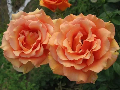 Super Trouper — RoseCatalog.ru