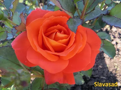 Купить Розу чайно-гибридную Супер Трупер 🌹 в Москве по цене от 860 руб.