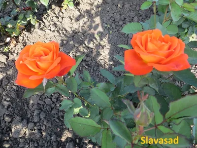 Роза Сантенер де Л`ей-ле
