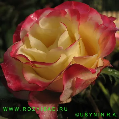 Sweetness rose. Чайно-гибридная роза Свитнес | PLANTE.md