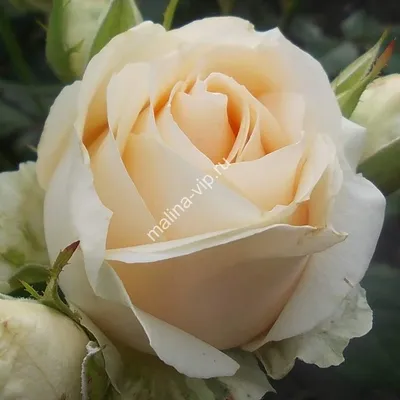 Чайно-гибридная роза Талея (Talea)