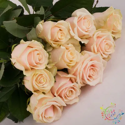 Роза Талея 50см Россия - доставка цветов в Кургане | Интернет-магазин Флора