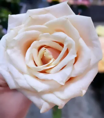 Букет из роз Талея - заказать доставку цветов в Москве от Leto Flowers