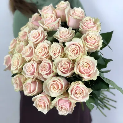 Роза сорта «Талея» (Talea) - 150 руб, купить в Воронеже в магазине «Цветы  Экспресс»