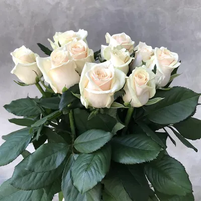 Купить Уральская роза «Талея» 50 см в Екатеринбурге с доставкой