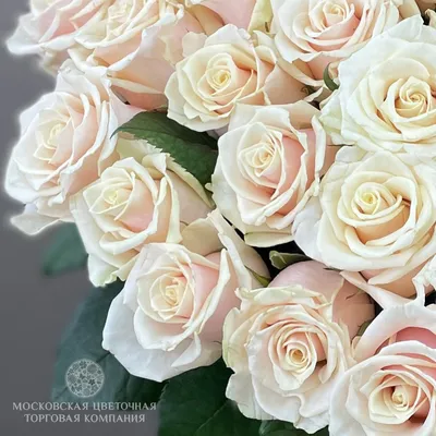 Букет \"Талея 101 роза\" - заказать с доставкой недорого в Москве по цене 14  250 руб.