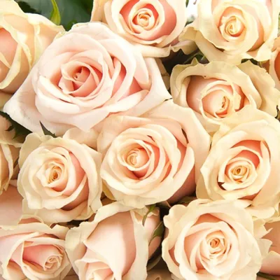Букет 51 роза Талея купить за 10 550 руб. с круглосуточной доставкой |  Мосцветторгком