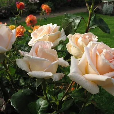 Роза Талея бежевого цвета. Доставка цветов в Краснодаре.