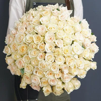 Купить 101 розу Талея \"Нотки Любви\" в Киеве, заказ и доставка по Украиане -  Annetflowers