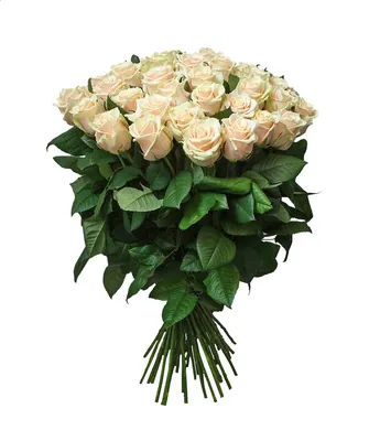 Купить нежные розы талея в коробке 19 штук в Ростове-на-Дону по цене  3600.00 руб. | Доставка без выходных