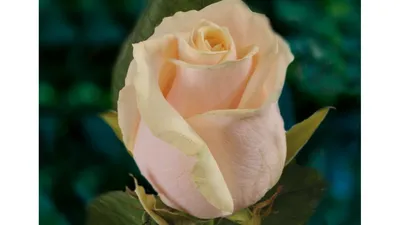 Букет из 19 роз \"Талея\" - Купить розы с доставкой