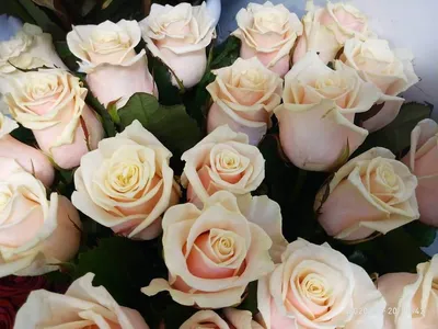 Купить букет нежных роз Таллея 51 штука недорого в Московской области | Дом  Роз