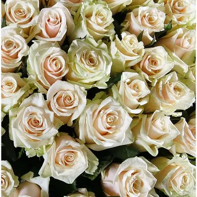 Букет \"Талея 51 роза\" - заказать с доставкой недорого в Москве по цене 10  000 руб.