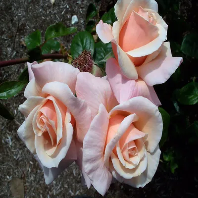 Саженцы розы Талея купить в Москве по цене от 630 до 1125 руб. - питомник  растений Элитный Сад