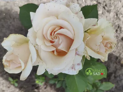 Заказать Роза кремовая «Талея» за 220 руб. в городе Краснодаре - «Магия  Лотоса»