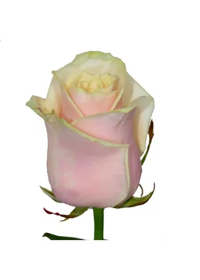 Букет «21 Роза Талея 50 см» - заказать и купить за 3 590 ₽ с доставкой в  Москве - партнер «Aloha Flowers»