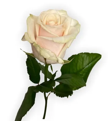 Купить букет из 29 кремовой розы Талея недорого в интернет магазине цветов  с доставкой по Москве и МО.
