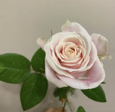 Роза талея Dakota flora | Доставка цветов по Москве | Букет бежевых роз
