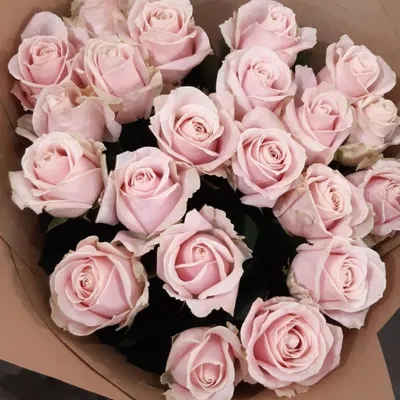 Если нужны насыщенно-кремовые розы я рекомендую именно этот шикарный сорт « Талея» 🤍 - роза цвета слоновой кости, слегка розовая в центре… | Instagram