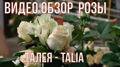 Роза Талея (Talea)