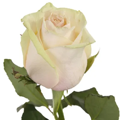 Саженцы розы чайно гибридной Талея (Talea) купить в Москве по цене от 490  до 1990 руб. - питомник растений Элитный Сад