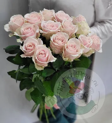 21 роза Талея, Цветы и подарки в Ростове-на-Дону, купить по цене 3900 RUB,  Монобукеты в Дом Цветов ОПТ с доставкой | Flowwow