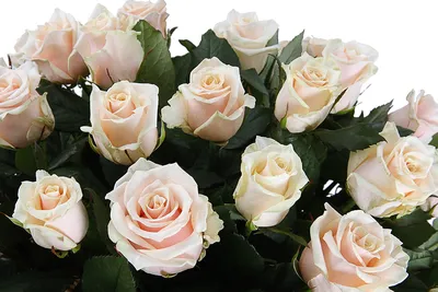 Букет 101 роза Талея купить с доставкой по Днепру в интернет-магазине  «Royal-Flowers»