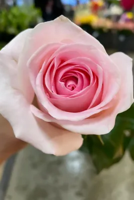 Роза свит аваланч (россия) 50см – Цветочная Лав-Лавка