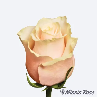 Заказать 1 роза сорта Талея за 200 руб. в городе Пятигорске - «Эдельвейс»