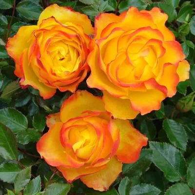 File:Rosa 'Tequila Sunrise' kz01.jpg - Wikipedia