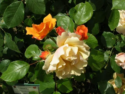 Rosa.Rose.The rose 'Tequila'is a Floribunda / Clustered Flowered Bush type  Stock Photo - Alamy
