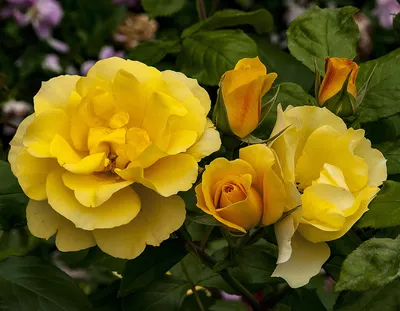 Tequila® Gold - Star® Roses and Plants