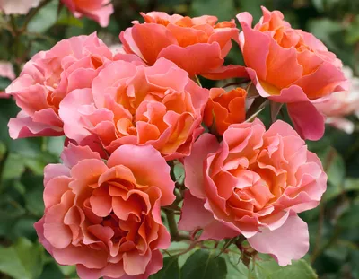 Tequila® Supreme - Star® Roses and Plants