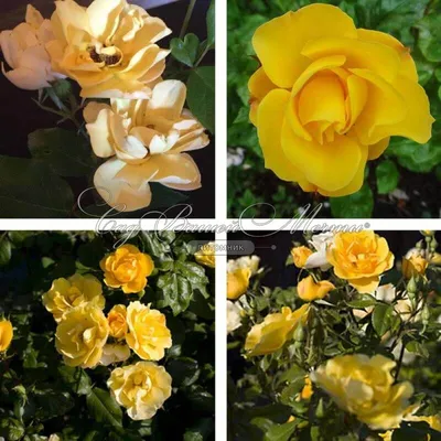 Tequila Sunrise (Bush Rose) | Peter Beales Roses - the World Leaders in  Shrub, Climbing, Rambling and Standard Classic Roses