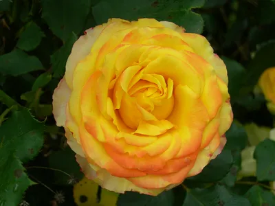 Photo of the bloom of Rose (Rosa 'Tequila Sunrise') posted by zuzu -  Garden.org