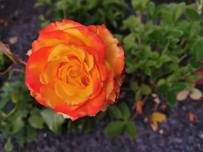 Heirloom Roses Rose Bush - Tequila Sunrise Shrub , Live Rose Plant -  Walmart.com