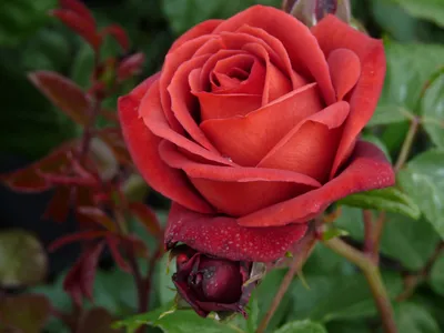 Terracotta, Large Flowered Rose | Rosarium Lottum