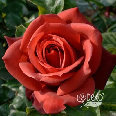 Buy Wholesale Coffee Break Terracotta Rose in Bulk - FiftyFlowers