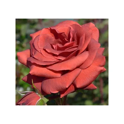 Terracotta Rose » Pennock Floral